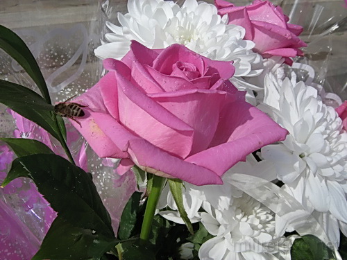 Цветыы, розы. г. Миллерово