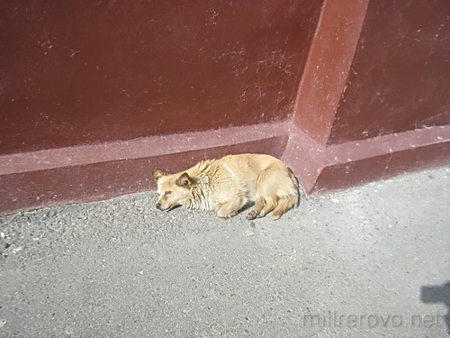 Собака греется на солнце. г. Миллерово